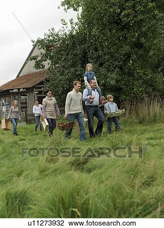 Family going apple picking together View Large Photo Image Stock Image - Family going apple picking together. Fotosearch