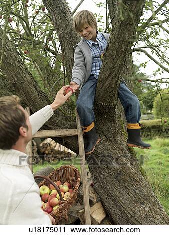 Father and son apple picking in trees View Large Photo Image Stock Image - Father and son apple picking in trees. Fotosearch