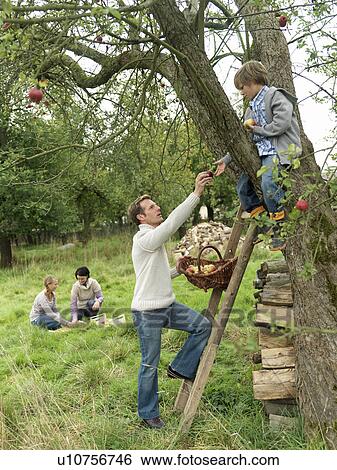 Father and son apple picking with family View Large Photo Image Stock Photograph - Father and son apple picking with family. Fotosearch