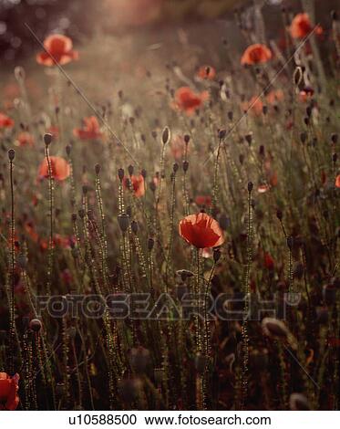 Field of poppies View Large Photo Image Stock Image - Field of poppies. Fotosearch