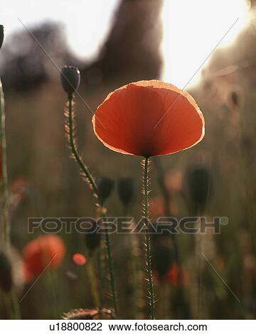 Stock Image - Field of poppies. Fotosearch
