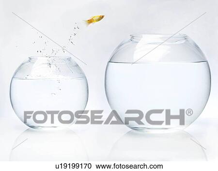 Stock Image - Fish jumping into bigger bowl. Fotosearch
