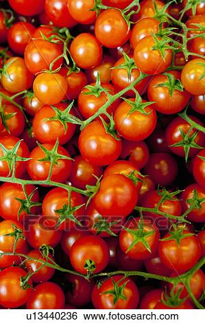 fresh vine tomatoes View Large Photo Image Stock Photograph - fresh vine tomatoes. Fotosearch