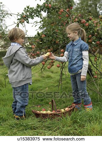 Girl and boy holding apples with basket View Large Photo Image Stock Photography - Girl and boy holding apples with basket. Fotosearch