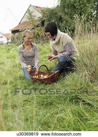 Girl and Woman looking at apple basket View Large Photo Image Stock Photo - Girl and Woman looking at apple basket. Fotosearch