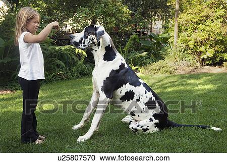 Girl holding up biscuit for dog View Large Photo Image Stock Image - Girl holding up biscuit for dog. Fotosearch