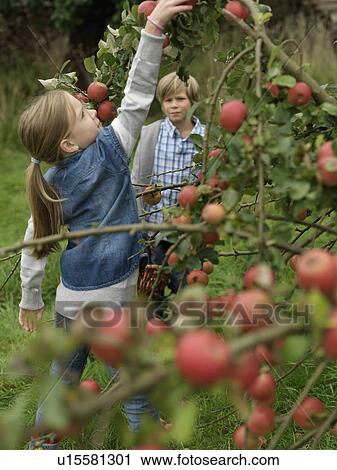 Girl picking apples while boy watches View Large Photo Image Stock Image - Girl picking apples while boy watches. Fotosearch