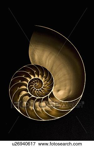 Golden nautilus shell on black sand View Large Photo Image Stock Photo - Golden nautilus shell on black sand. Fotosearch