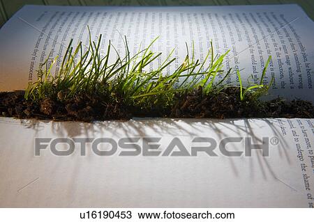 Grass sprouting from interior of book View Large Photo Image Stock Image - Grass sprouting from interior of book. Fotosearch