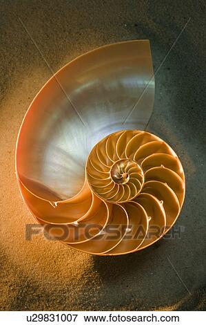 Interior of nautilus shell on sand View Large Photo Image Stock Photo - Interior of nautilus shell on sand. Fotosearch
