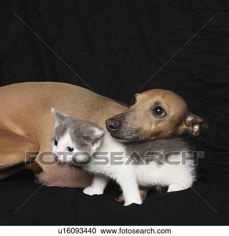 Kitten and dog on black background View Large Photo Image Stock Image - Kitten and dog on black background. Fotosearch
