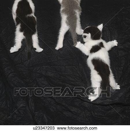 Stock Image - Kittens climbing up black felt. Fotosearch