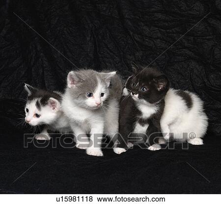 Stock Photo - Kittens on black background. Fotosearch