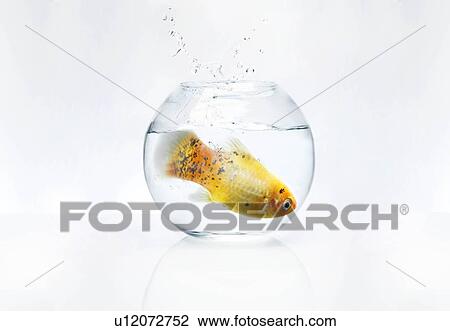 Stock Image - Large fish in a small bowl. Fotosearch