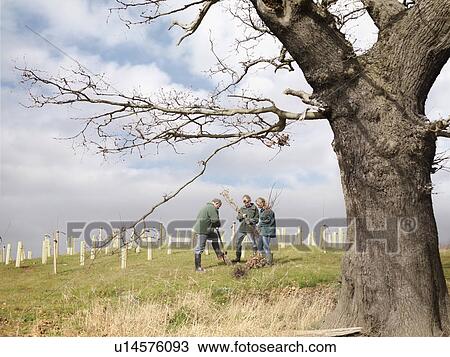 Man And Children Planting Young Trees View Large Photo Image Stock Image - Man And Children Planting Young Trees. Fotosearch