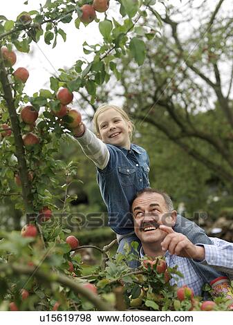Man and girl picking apples on shoulders View Large Photo Image Stock Photo - Man and girl picking apples on shoulders. Fotosearch