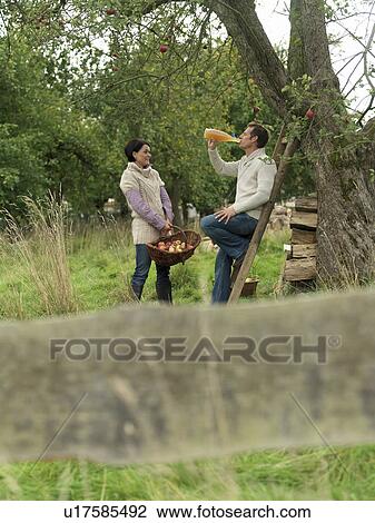 Man and woman picking apples relaxing View Large Photo Image Stock Image - Man and woman picking apples relaxing. Fotosearch