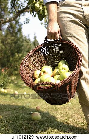 Man carrying basket of apples at harvest View Large Photo Image Stock Photo - Man carrying basket of apples at harvest. Fotosearch