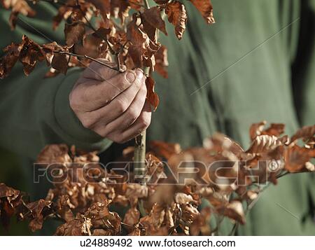Man Holding Young Tree View Large Photo Image Stock Image - Man Holding Young Tree. Fotosearch