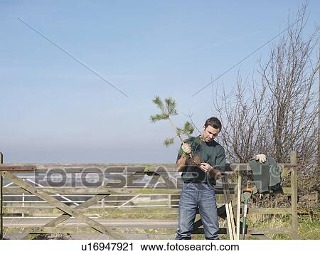 Man Inspecting Young Tree View Large Photo Image Stock Image - Man Inspecting Young Tree. Fotosearch