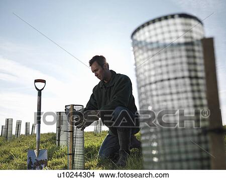 Man Planting Young Trees View Large Photo Image Picture - Man Planting Young Trees. Fotosearch
