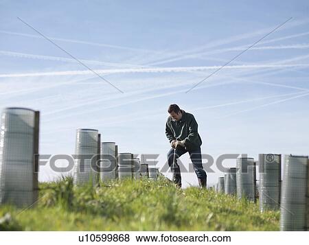 Man Planting Young Trees View Large Photo Image Stock Photo - Man Planting Young Trees. Fotosearch