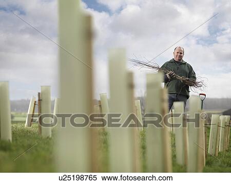 Man Planting Young Trees View Large Photo Image Stock Photography - Man Planting Young Trees. Fotosearch