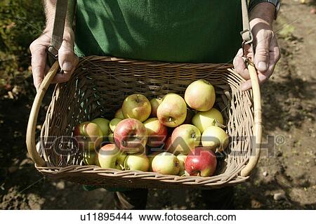 Man showing basket of apples at harvest View Large Photo Image Picture - Man showing basket of apples at harvest. Fotosearch