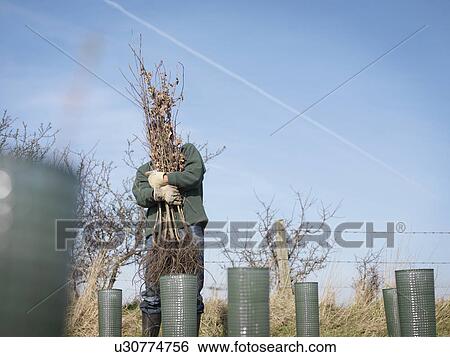 Man Struggling To Hold Trees View Large Photo Image Stock Photograph - Man Struggling To Hold Trees. Fotosearch