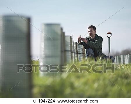 Man Tending To Young Trees View Large Photo Image Picture - Man Tending To Young Trees. Fotosearch