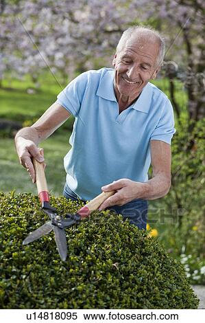 old man cutting hedge View Large Photo Image Stock Photography - old man cutting hedge. Fotosearch