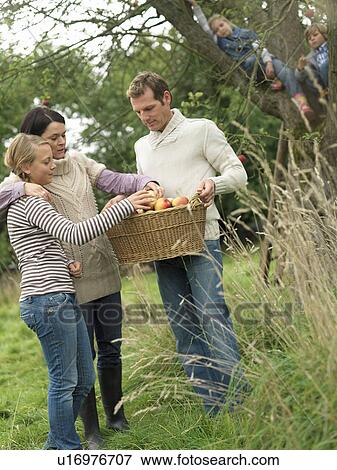 People looking at apple basket View Large Photo Image Stock Photo - People looking at apple basket. Fotosearch