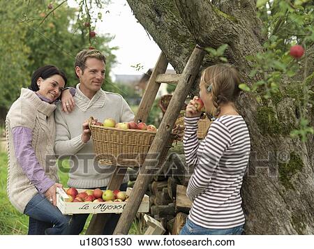 People picking apples in baskets View Large Photo Image Stock Image - People picking apples in baskets. Fotosearch