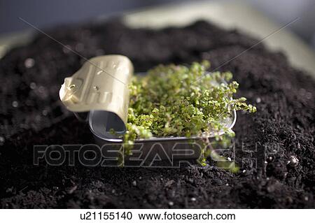 Plant sprouting in sardine can View Large Photo Image Stock Image - Plant sprouting in sardine can. Fotosearch