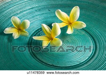 Plumeria flowers floating on water View Large Photo Image Stock Photo - Plumeria flowers floating on water. Fotosearch
