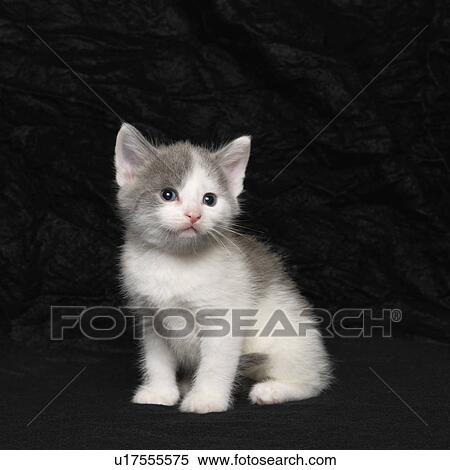 Stock Photography - Portrait of kitten on black background. Fotosearch