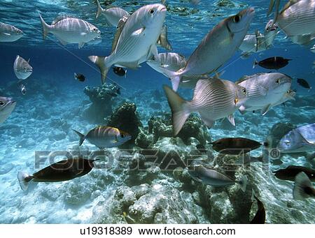 reef fish underwater View Large Photo Image Stock Photo - reef fish underwater. Fotosearch