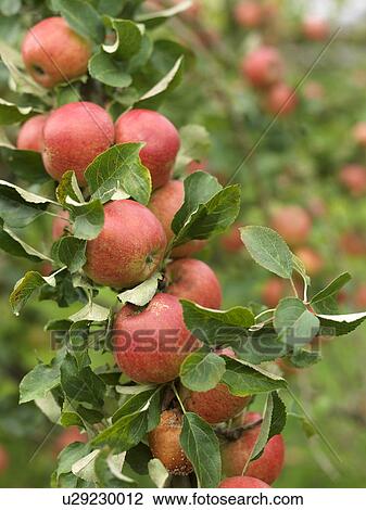 Ripe Apples on tree at harvest time View Large Photo Image Stock Image - Ripe Apples on tree at harvest time. Fotosearch