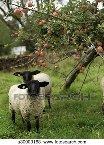 Sheep under apple tree View Large Photo Image Stock Photo - Sheep under apple tree. Fotosearch