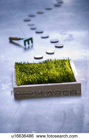 Small patch of lawn indoors View Large Photo Image Stock Photograph - Small patch of lawn indoors. Fotosearch