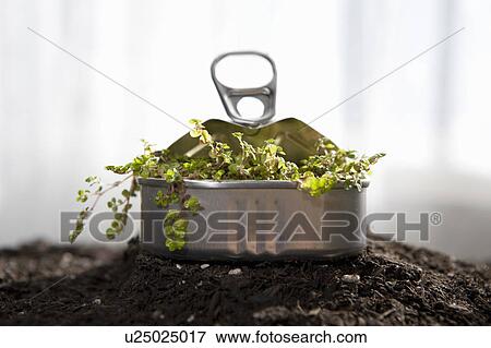Small plant sprouting in sardine can View Large Photo Image Stock Photo - Small plant sprouting in sardine can. Fotosearch