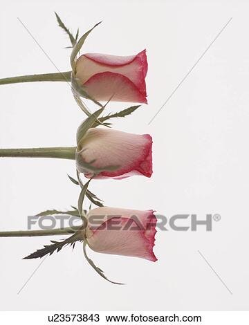 Stock Image - Three rose buds on white background. Fotosearch