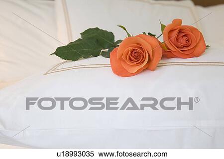 two roses on a bed View Large Photo Image Stock Photography - two roses on a bed. Fotosearch