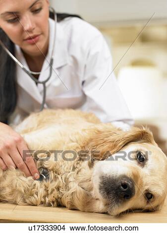 Veterinarian with dog View Large Photo Image Picture - Veterinarian with dog. Fotosearch