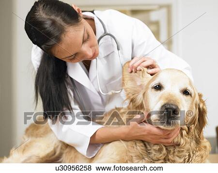 Veterinarian with dog View Large Photo Image Stock Photo - Veterinarian with dog. Fotosearch