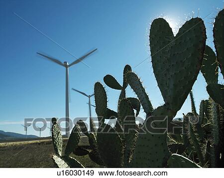 Wind turbines with cactus in foreground View Large Photo Image Stock Photo - Wind turbines with cactus in foreground. Fotosearch