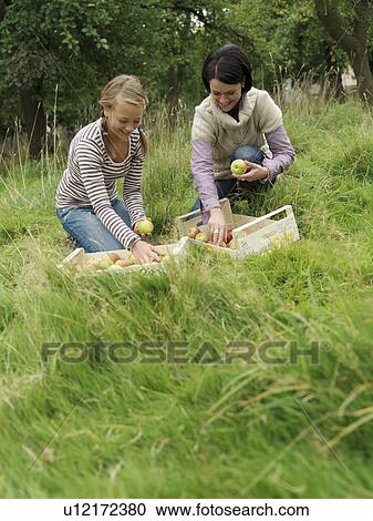 Woman and girl putting apples in boxes View Large Photo Image Stock Image - Woman and girl putting apples in boxes. Fotosearch