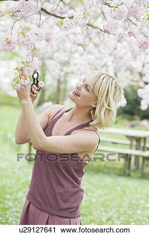 Stock Image - woman cutting tree buds. Fotosearch