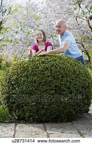 young girl and old man cutting hedge View Large Photo Image Picture - young girl and old man cutting hedge. Fotosearch
