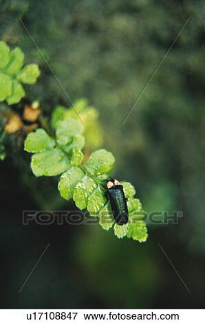 A Firefly View Large Photo Image Stock Photo - A Firefly. Fotosearch